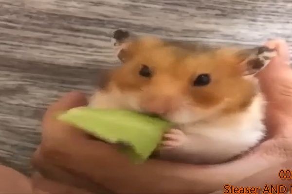 Смешные хомячки